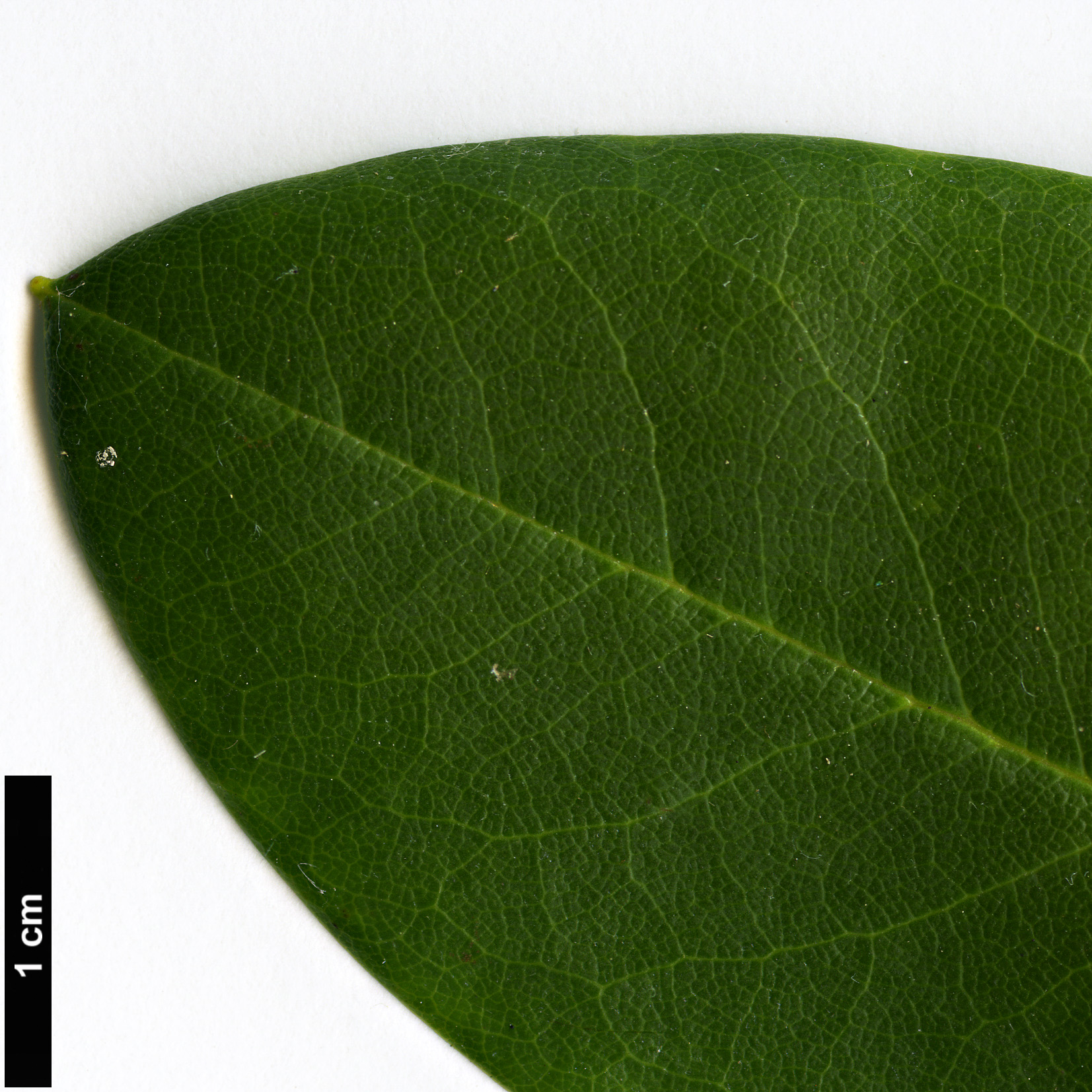 High resolution image: Family: Ericaceae - Genus: Rhododendron - Taxon: brachycarpum - SpeciesSub: subsp. fauriei